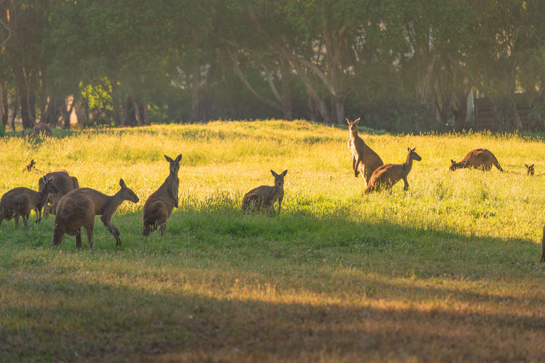 Australien - 13.03.26 19:00 - 21:00 Uhr - Voranmeldung erforderlich